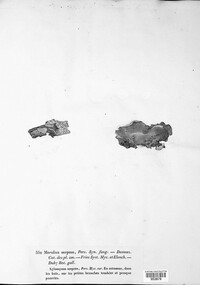 Crystallicutis serpens image